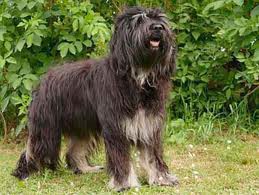 Cão da Serra de Aires